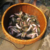 鲤鱼干
