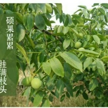 8518核桃去皮干