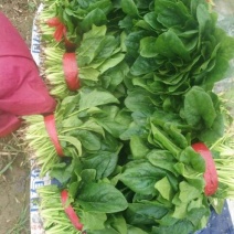 大叶菠菜