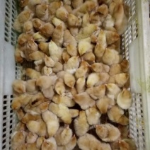 土鸡苗