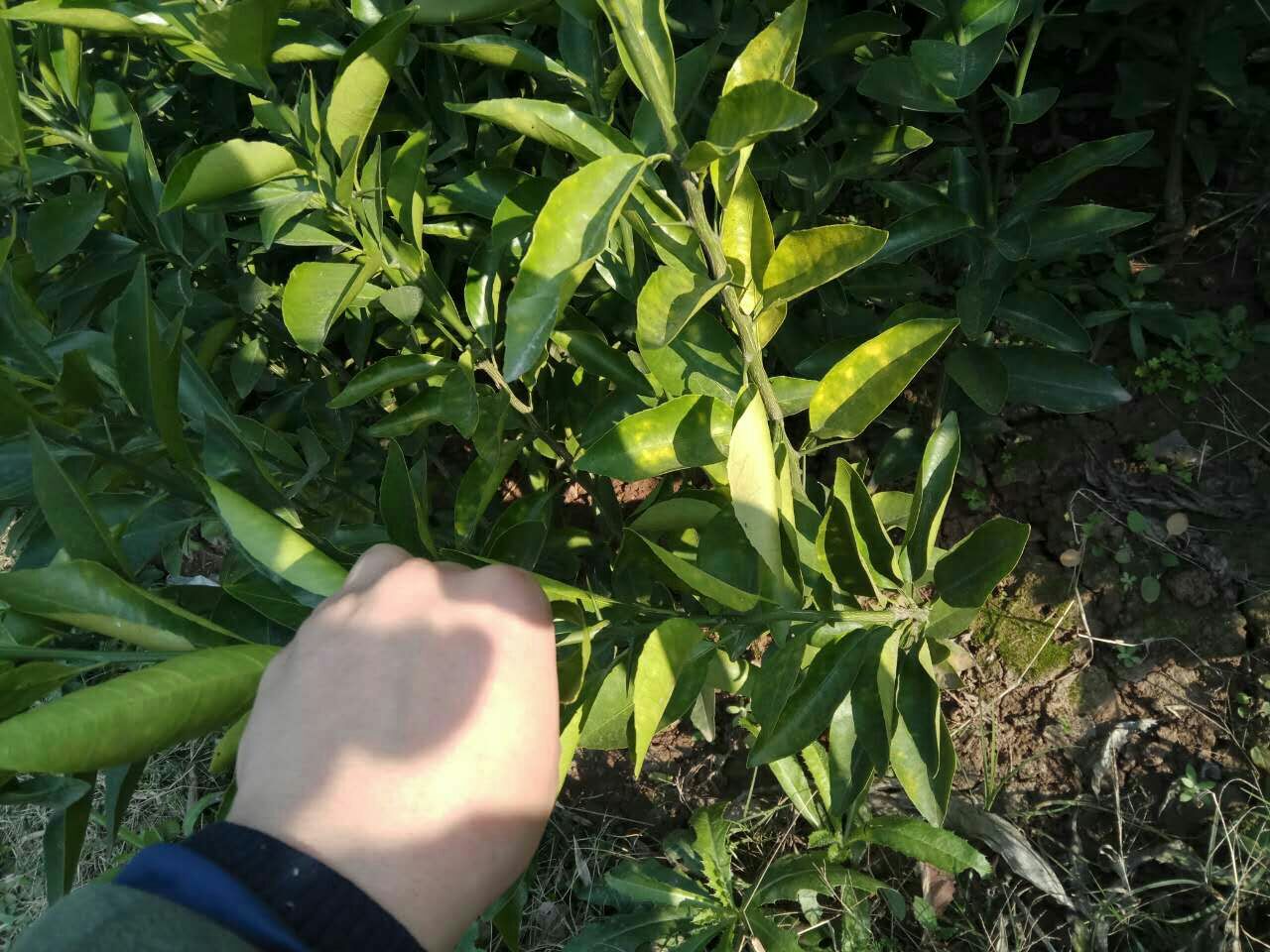 黄瓜叶片和果实发黄特写