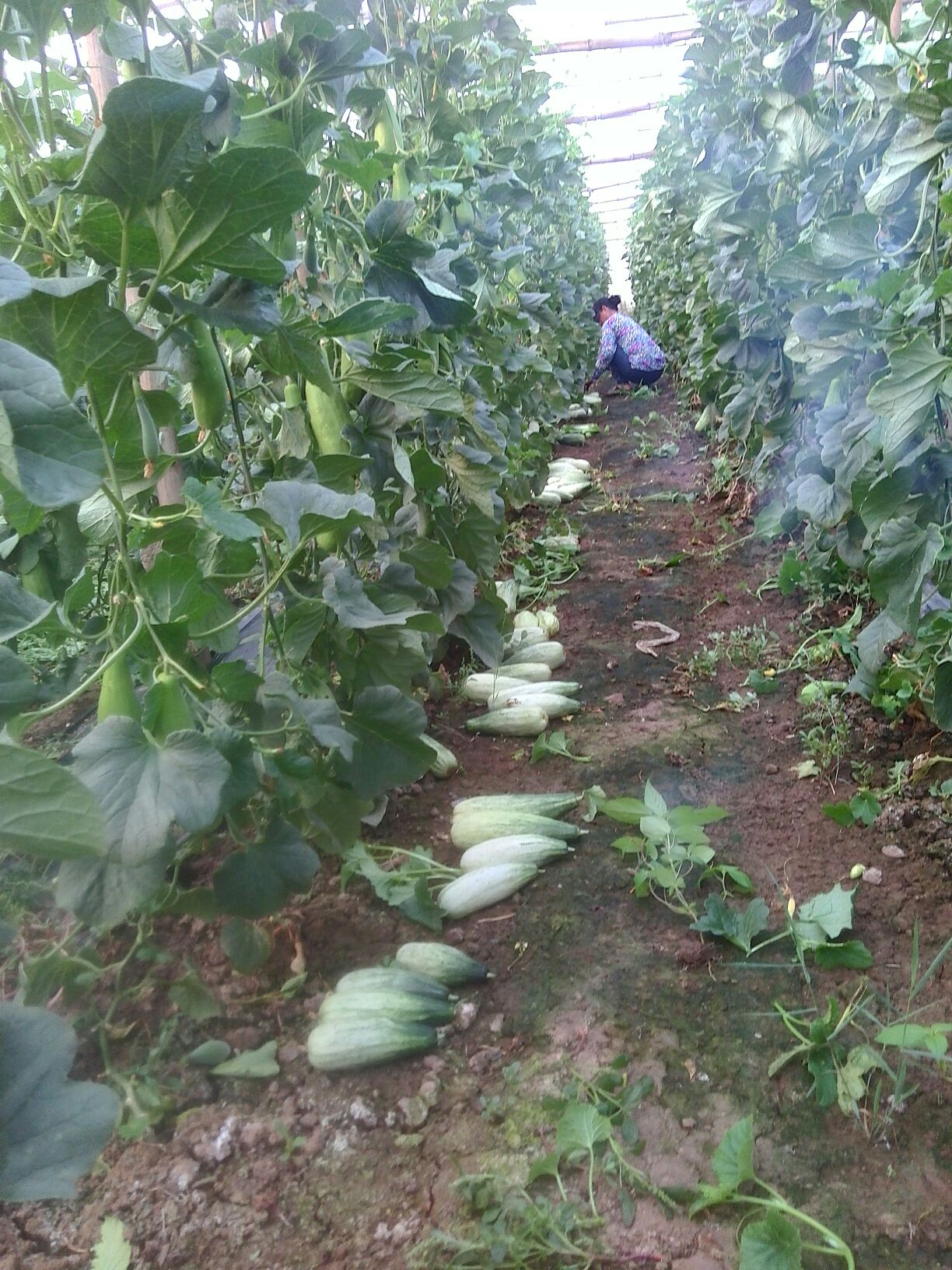 羊角刺的图片,羊角图片,羊角图片大全(第5页)_大山谷图库