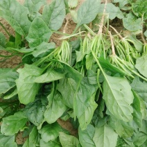 秋菠菜25~30厘米