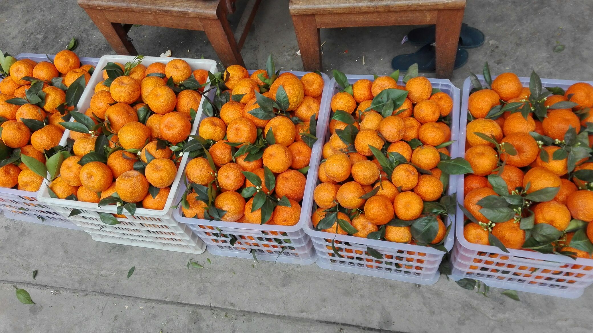 市场上的沃柑摊位