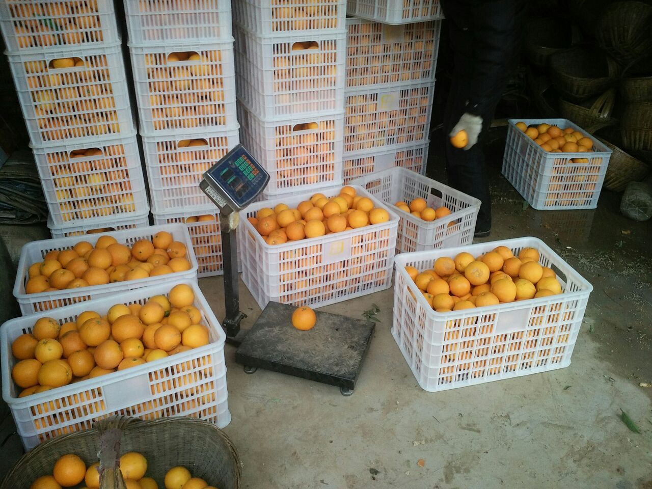 技术人员在果园中使用手持式糖度计测量刚采摘的夏橙果汁浓度,旁边放置记录本和采样标签,桌上摆放多个待测果实,背景为现代化农业检测设备 夏橙果实成熟度检测现场