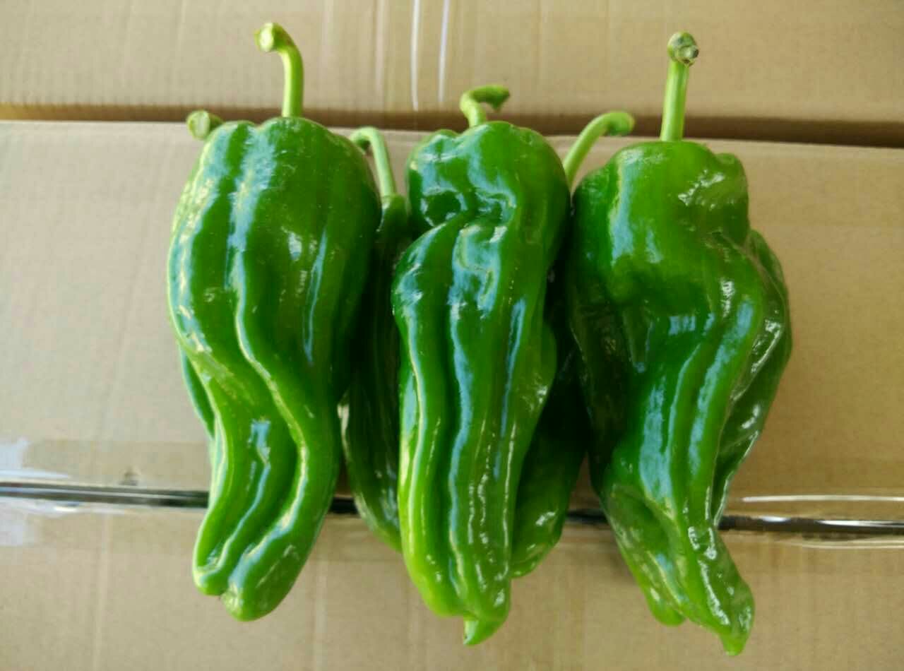 信阳薄皮辣椒特写