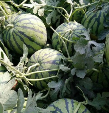 京欣西瓜 8斤打底 8成熟 1茬