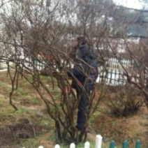 映山红5~10cm