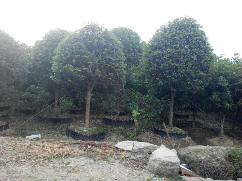 八月桂种植园