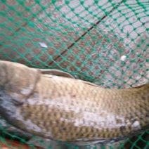 野鲤食用1~2公斤