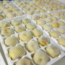 砀山梨250~300g纸箱