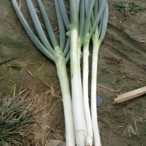 大葱35~40cm毛葱2cm左右