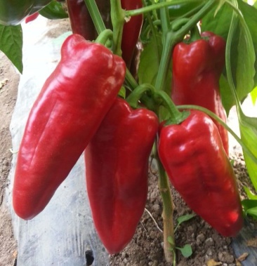 锥形甜椒种子辣味泡椒水果椒品种品种齐全欢迎合作