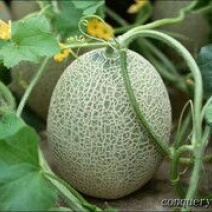 伽师瓜3斤以上椭圆形