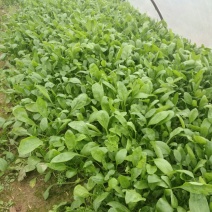 越冬菠菜15~20厘米
