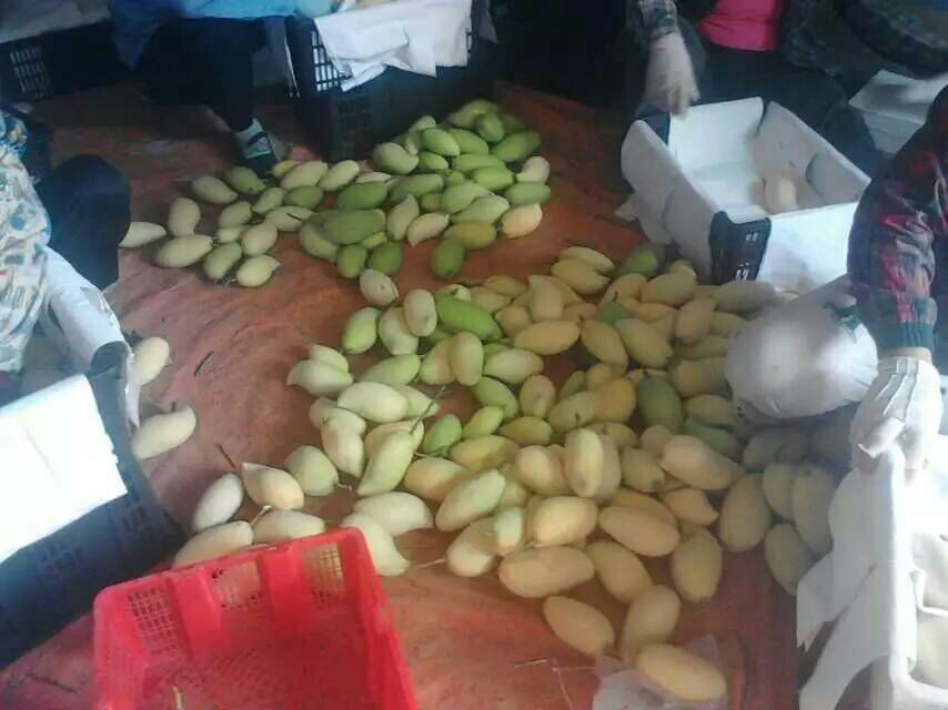 现代化水果分拣车间内,工人正在对鹰嘴芒果进行大小分级,传送带两侧摆放着不同等级的果筐,背景可见电子秤、标签打印机和冷藏车准备装运,环境整洁明亮 鹰嘴芒果分拣现场