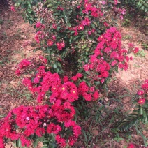 红火箭紫薇