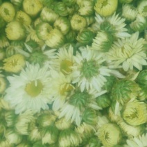 菊花茶