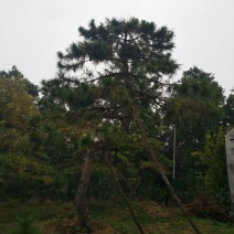 造型松14公分