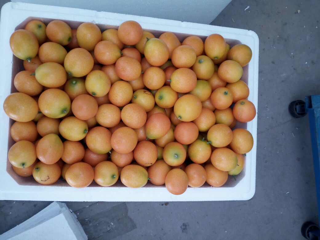 甘草金桔的原料——新鲜金桔