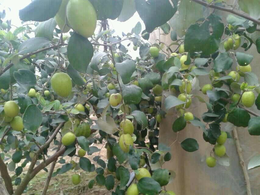 青枣植株