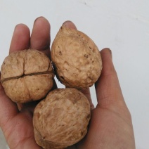 山核桃去皮干