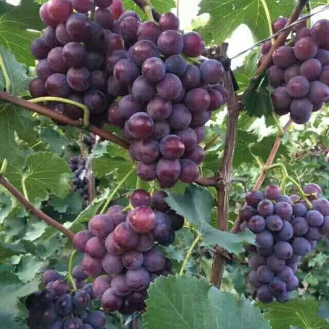 河北葡萄批发