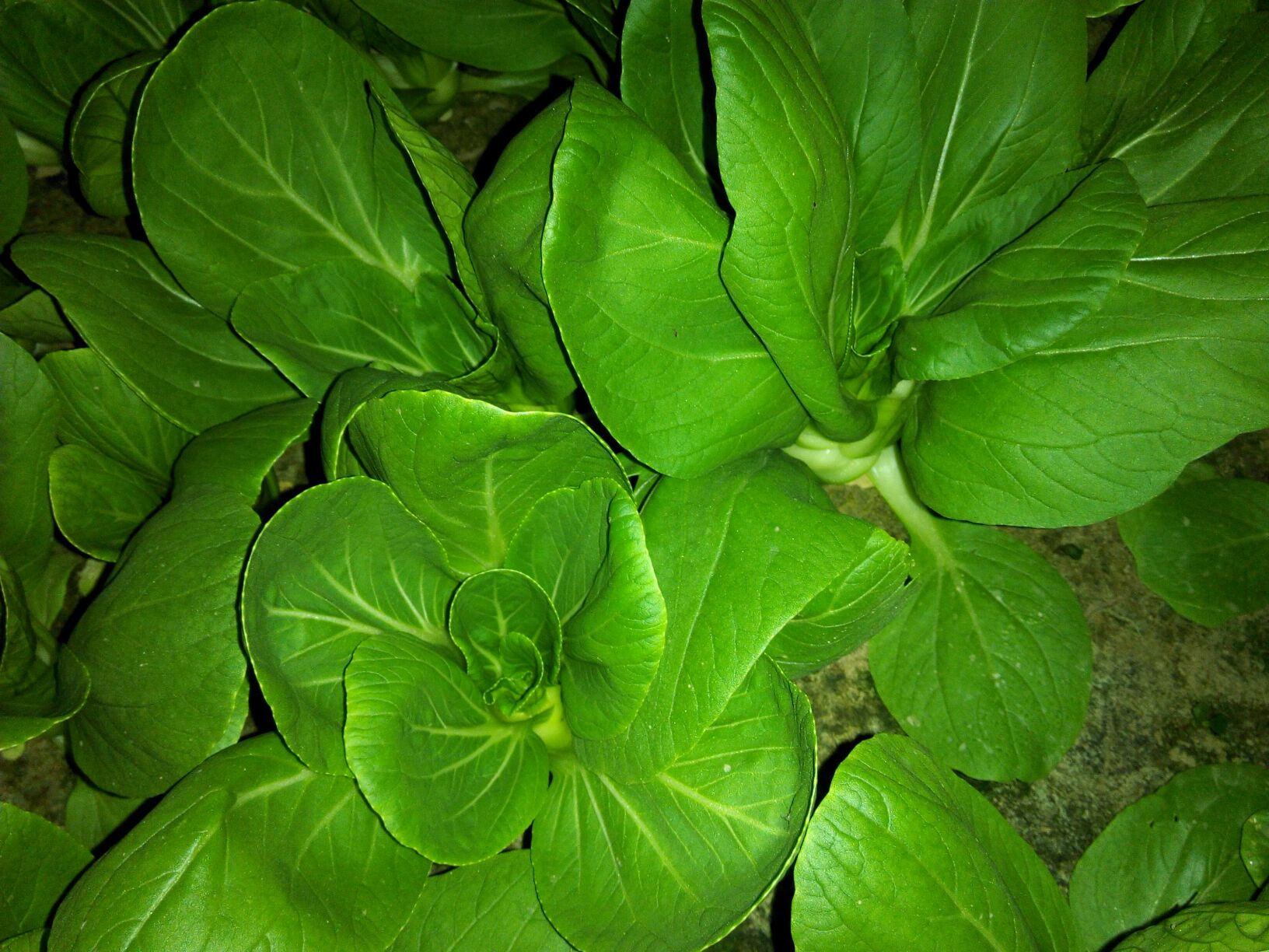 新鲜绿色小香芹叶片特写,展示其细密叶脉与鲜嫩质感 小香芹特写