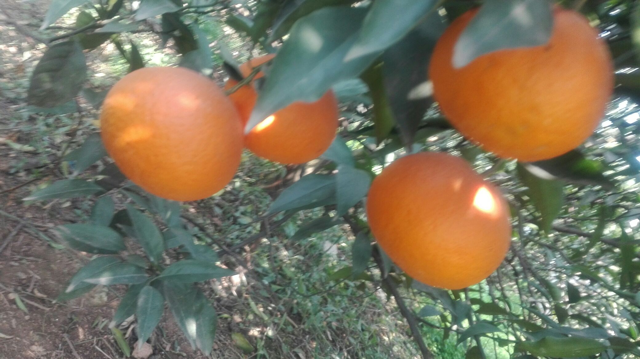 青见柑桔挂果实景照片