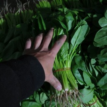 大叶菠菜15~20厘米