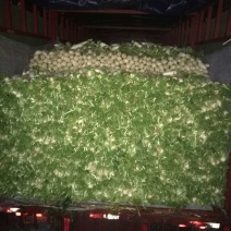 白萝卜2~2.5斤起