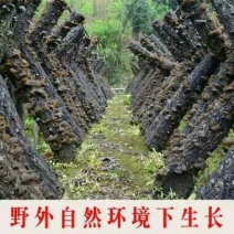 秋耳特级