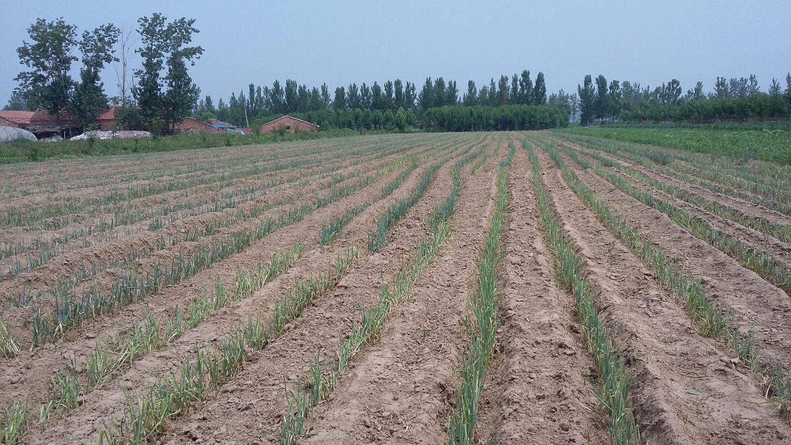 河北省邢台市任泽区大葱种植基地内,大型自走式大葱收获机正在田间作业,将整行大葱连根拔起并自动输送至收集箱,地面留有整齐的垄沟痕迹,远处有多名工人进行分拣装袋 大葱采收机械化作业场景