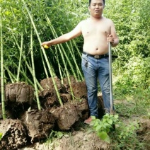 紫竹4~5m