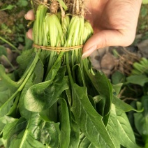 菠菜10~15厘米