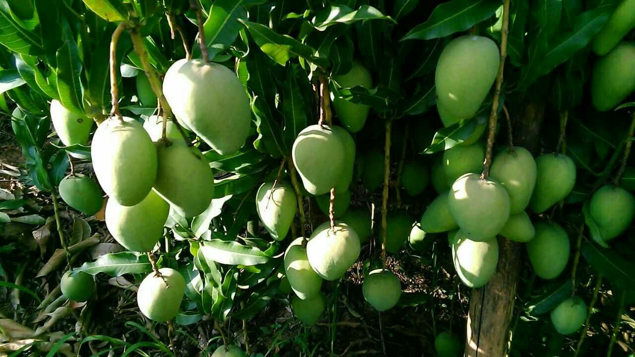 鹰嘴芒果整体外观特写