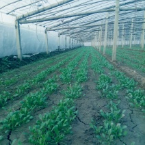 大叶菠菜20~25厘米
