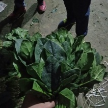 越冬菠菜25~30厘米