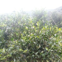 普洱茶散茶