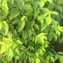大花木槿