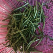 芦篙藜蒿