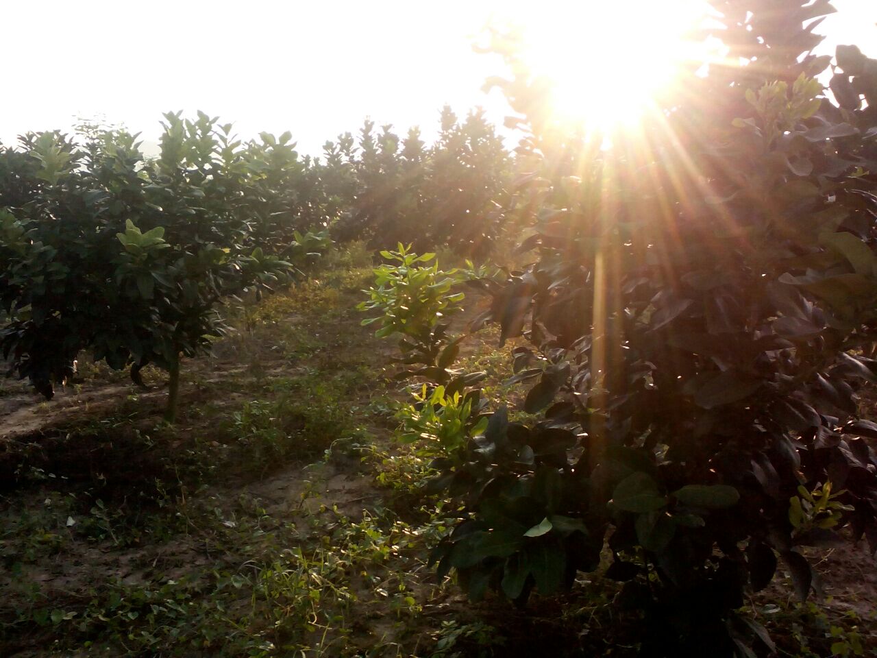 展示柚子花与苦橙花在各自植株上的自然生长状态,背景为阳光下的果园 柚子花与苦橙花在自然环境中