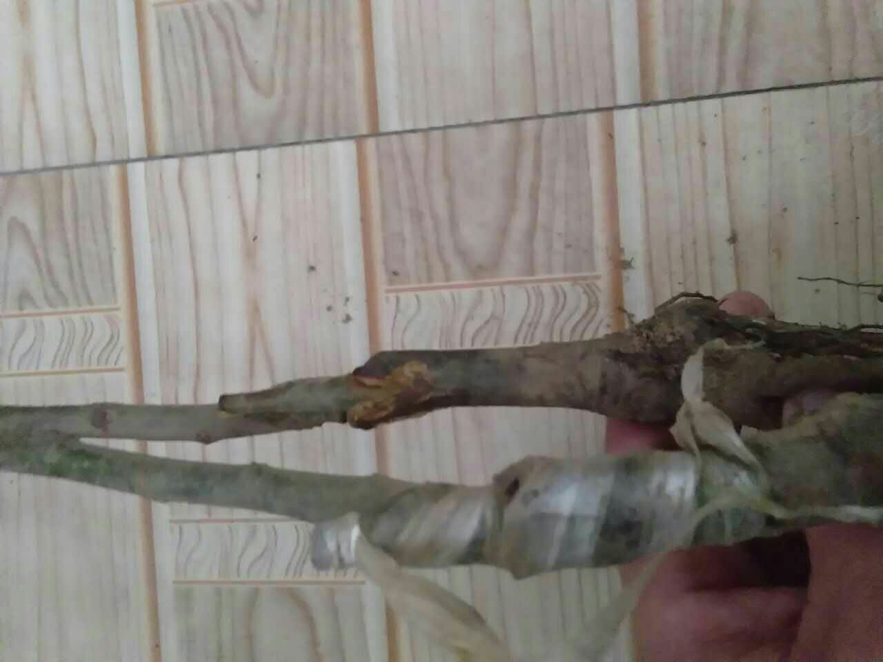 油栗嫁接苗生长状态,显示嫁接部位愈合良好 油栗嫁接苗生长状态