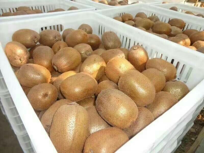 家庭厨房中猕猴桃储存场景