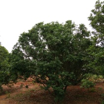 杨梅树51~80cm