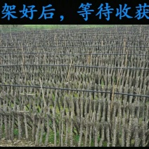 木耳特级