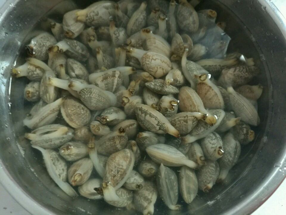 花蛤在盆中浸泡的场景