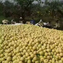 砀山梨