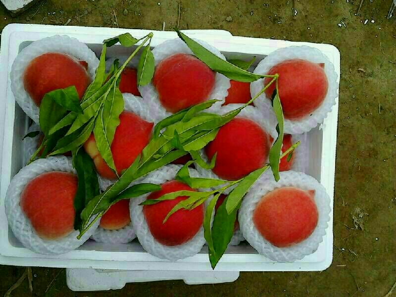 包装精美的春雪桃礼盒展示