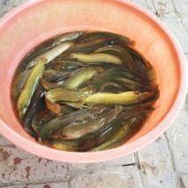 胡子鲶食用